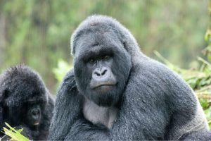 Virunga Trek: MGahinga Gorilla National Park