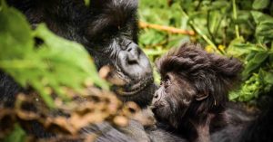 Rwanda Extension: Gorillas in Volcanoes National Park