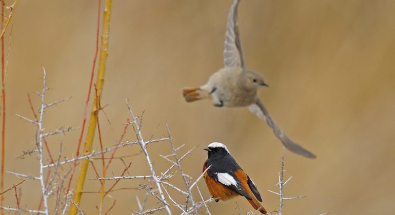 Birding