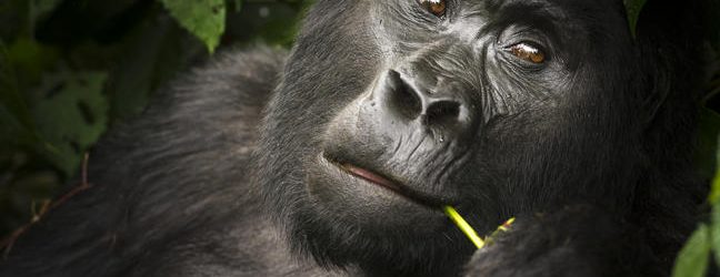 Gorilla Uganda