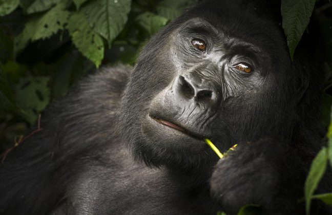 Gorilla Uganda