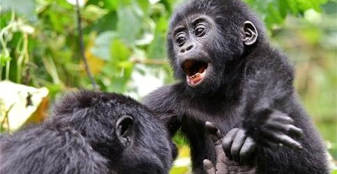 Gorilla Uganda