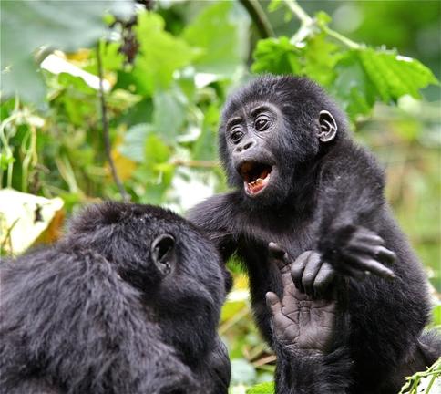 Gorilla Uganda