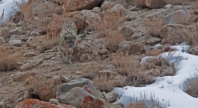 Snow Leopard Expedition