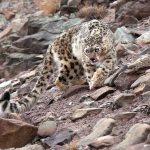 Snow Leopard Image