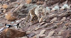 Snow Leopard Image