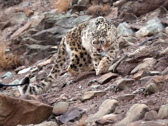 Snow Leopard Image