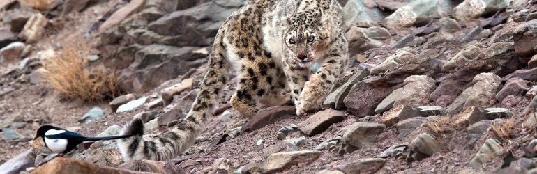 Snow Leopard Image