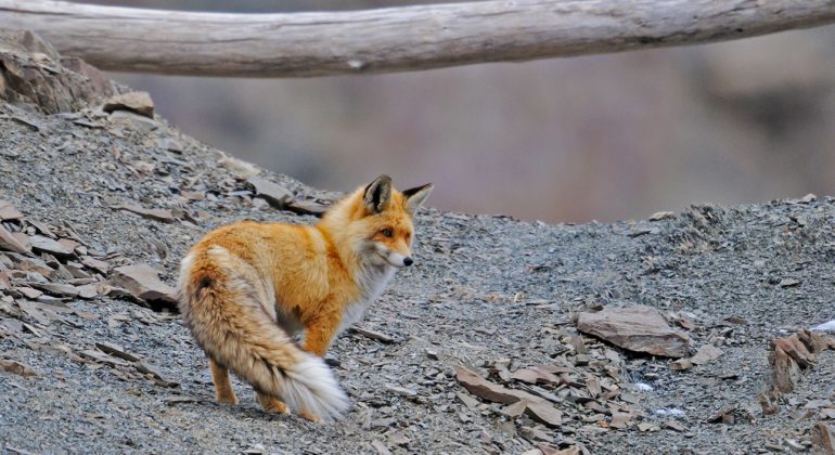 Wildlife Leh