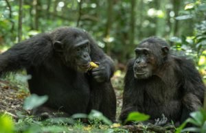 Comprehensive Uganda – 10-day Scheduled Safari