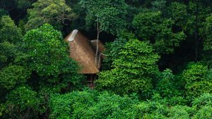 Koroi Forest Camp Main