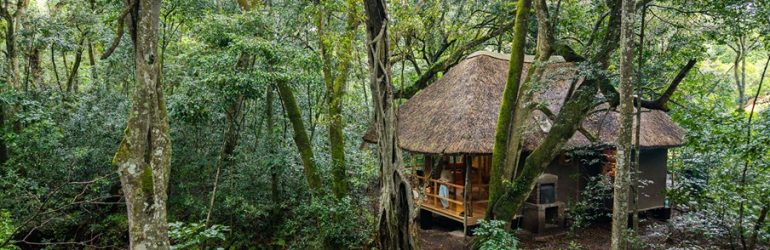 Koroi Forest Camp Tent