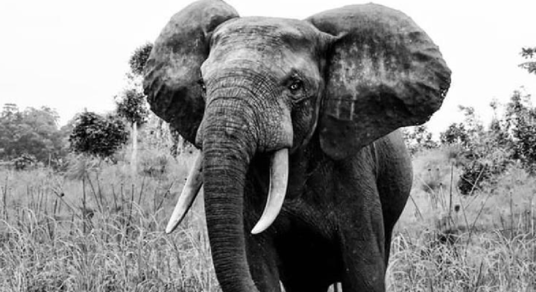 A Forest Elephant In Loango Np