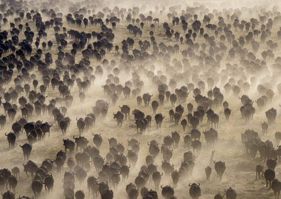 Buffaloes At Mababe Depression