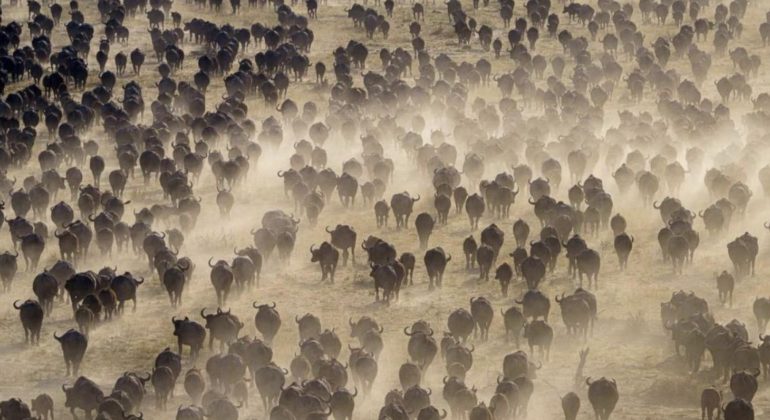 Buffaloes At Mababe Depression