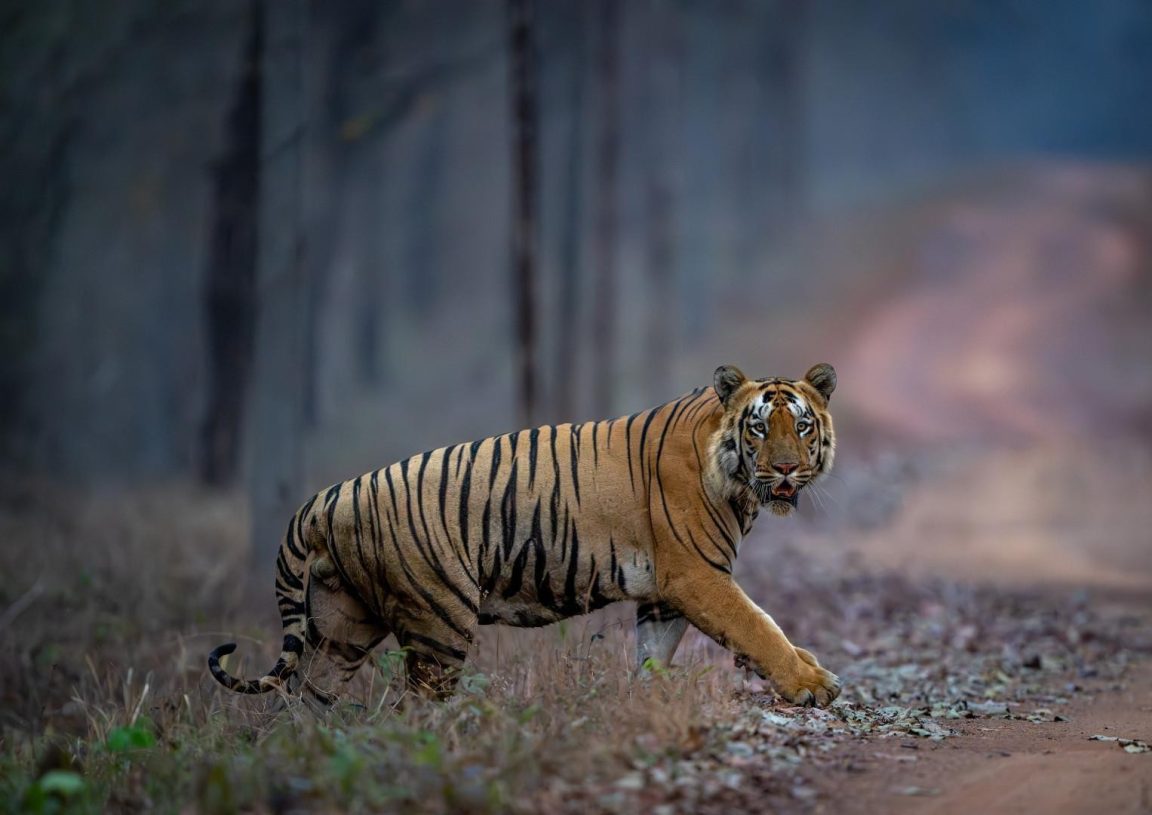 Central Tiger