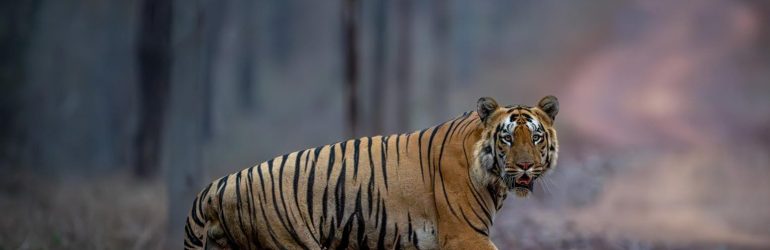 Central Tiger