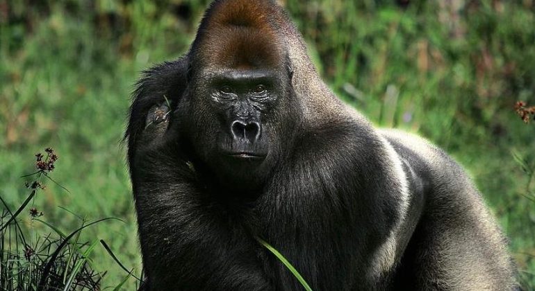 Congo Wildlife