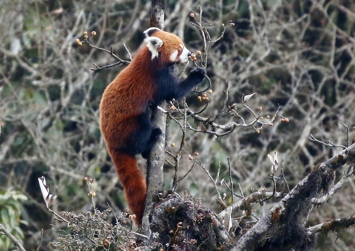 Eastern India Safari