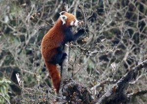 India Red Panda Safari