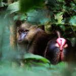 Gabon Tour 2026