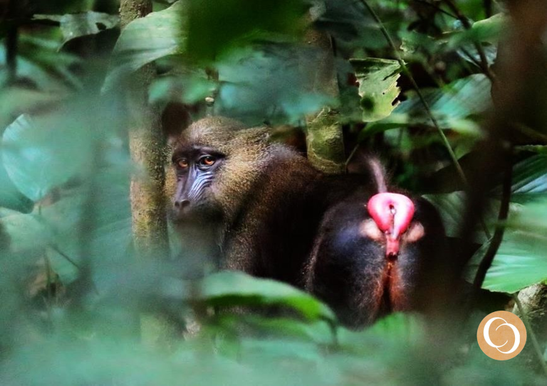 Gabon Wildlife