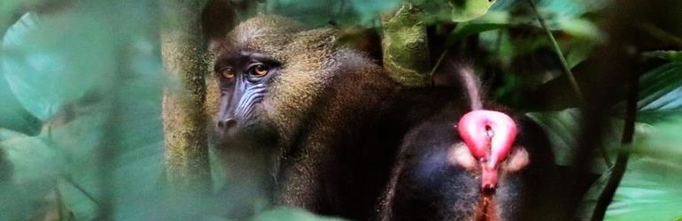 Gabon Wildlife
