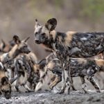 Mana Pools National Park 2026