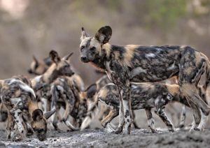 Mana Magic & Mokete Mysteries – Safari to Mana Pools & Mababe Depression 2026