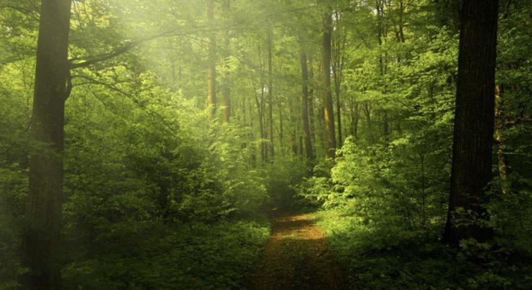 Rainforests