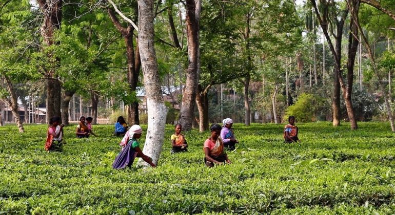 Tea Estate