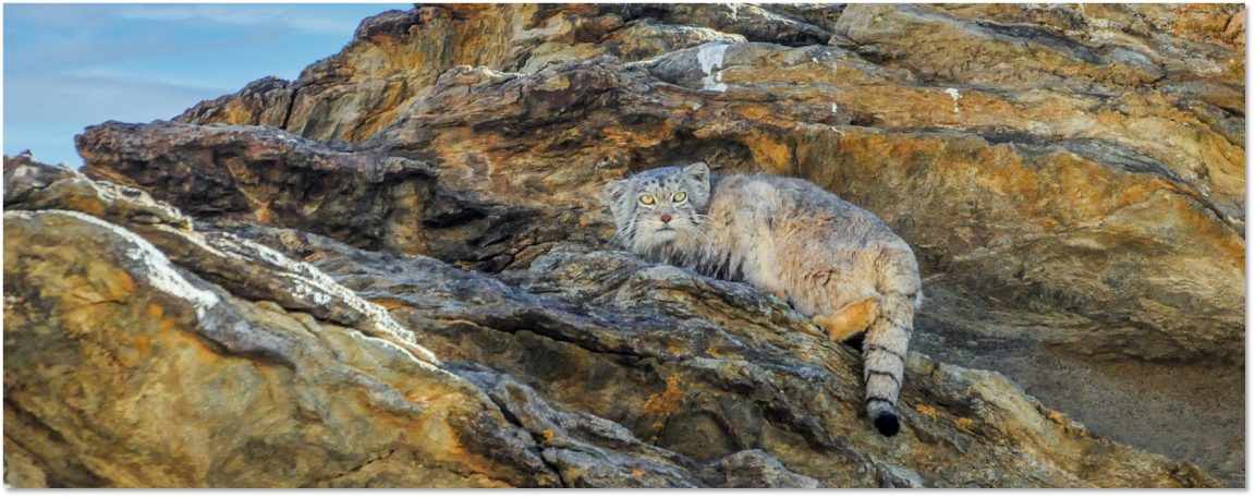 Pallas Cat