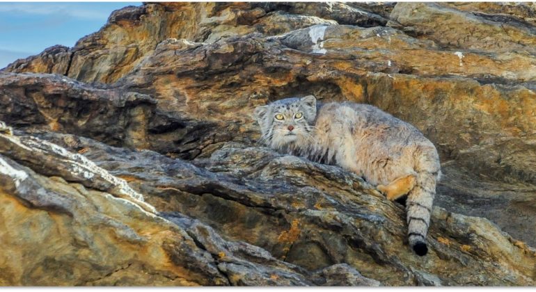 Wildlife