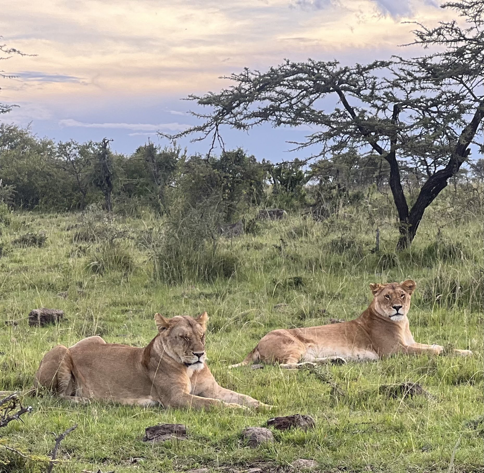 Lions Masai Mara