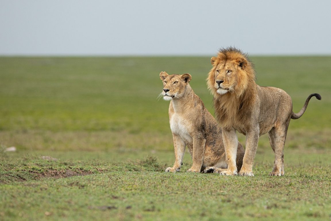 Olmara Camp Wildlife