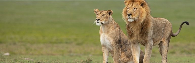 Olmara Camp Wildlife
