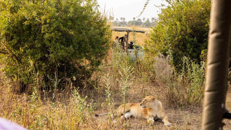 11 Days Safari