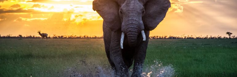 Asilia Chalo Africa Review Elephant