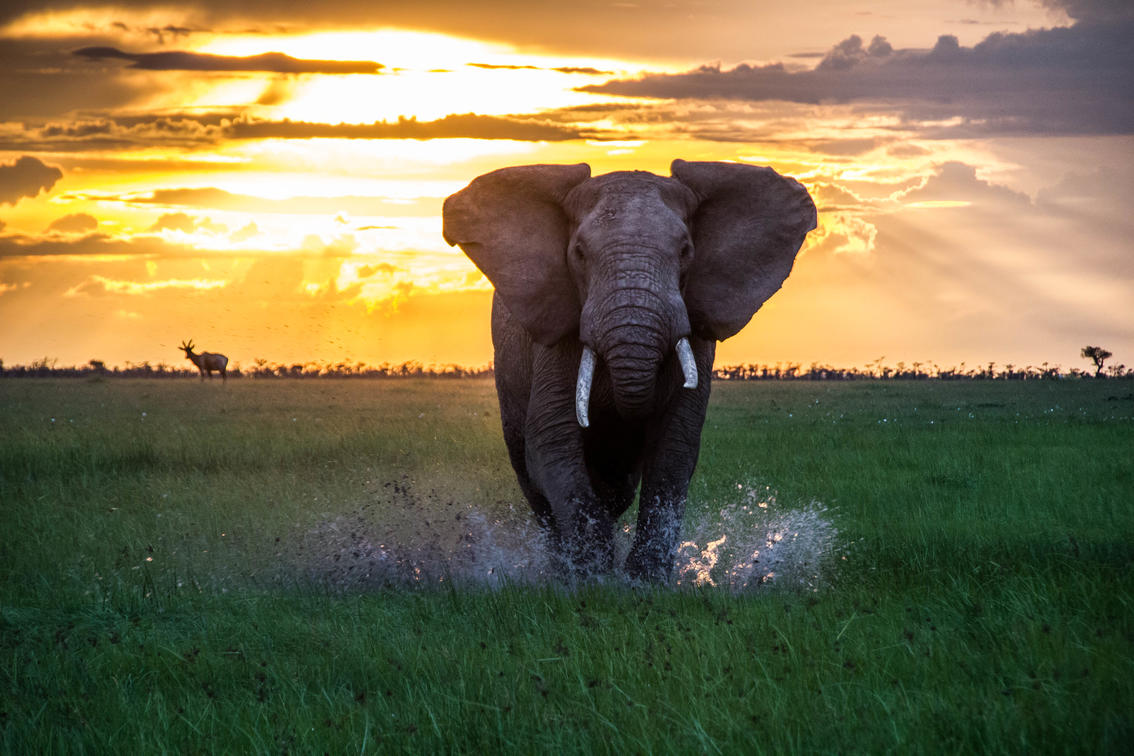 Asilia Chalo Africa Review Elephant