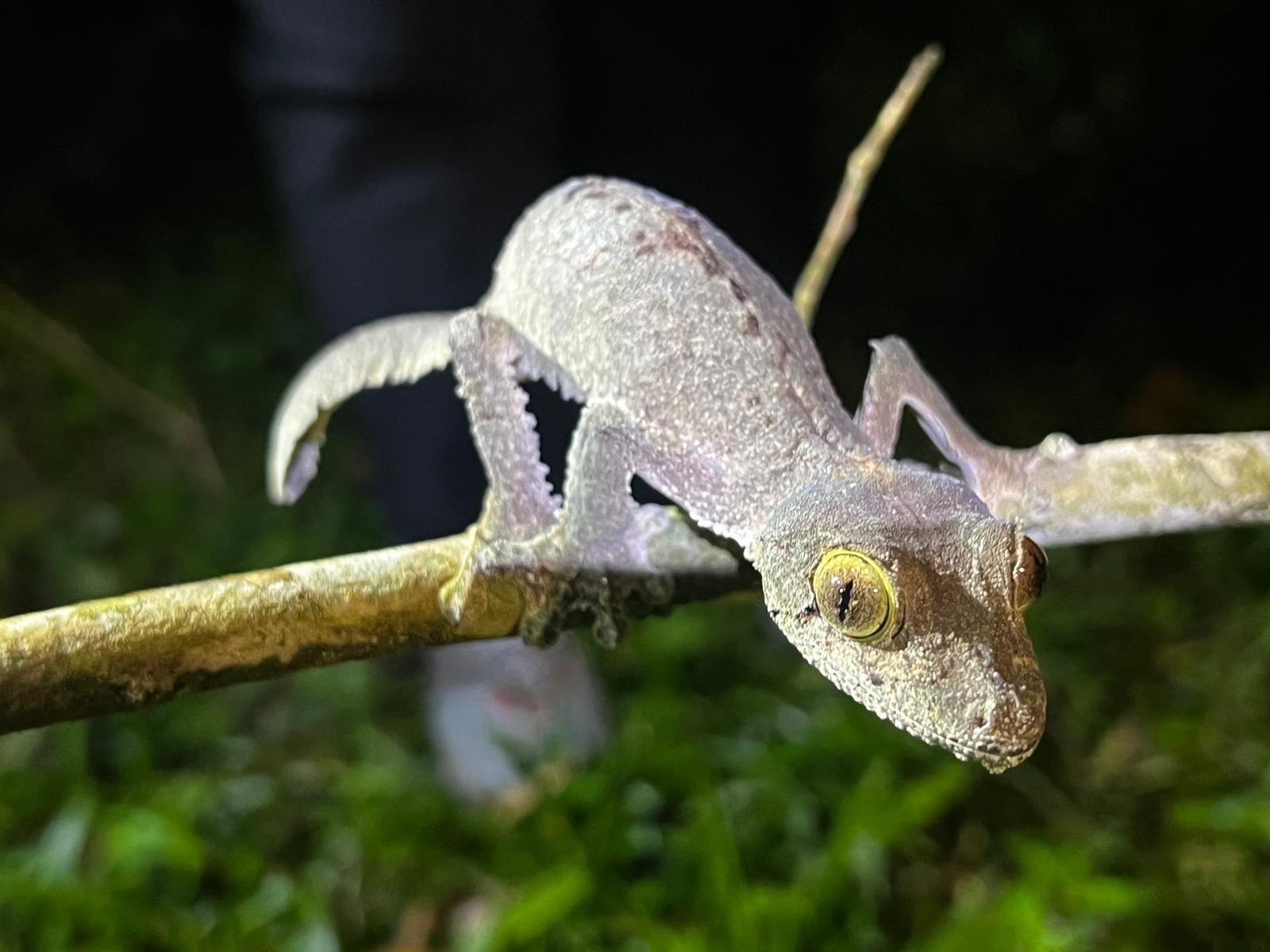 Wildlife Safaris Worldwide