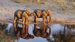Botswana Conservation Safari  – An Enriching 8 Day Experience