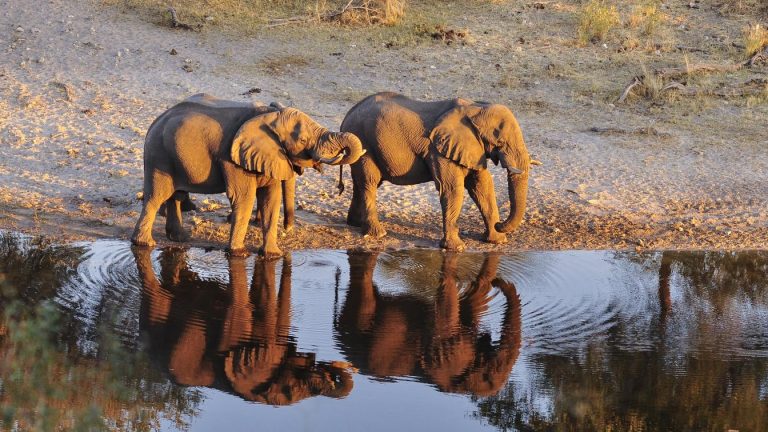 Botswana Conservation Safari