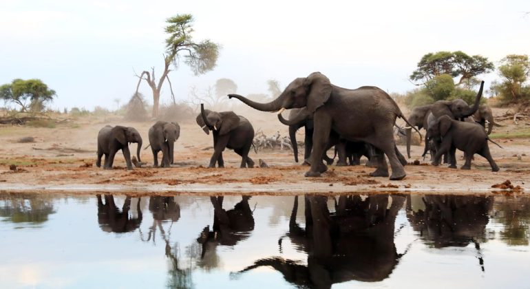 Elephants Near The Camp