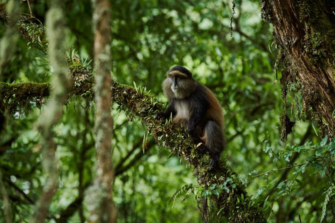 Golden Monkey