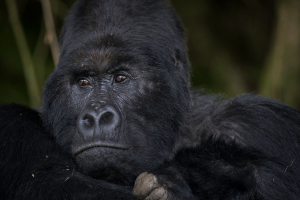 7 Night Gorilla, Golden Monkey and Batwa Culture Safari – Uganda