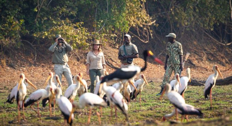 Luangwa Bush Camping Bird Watching