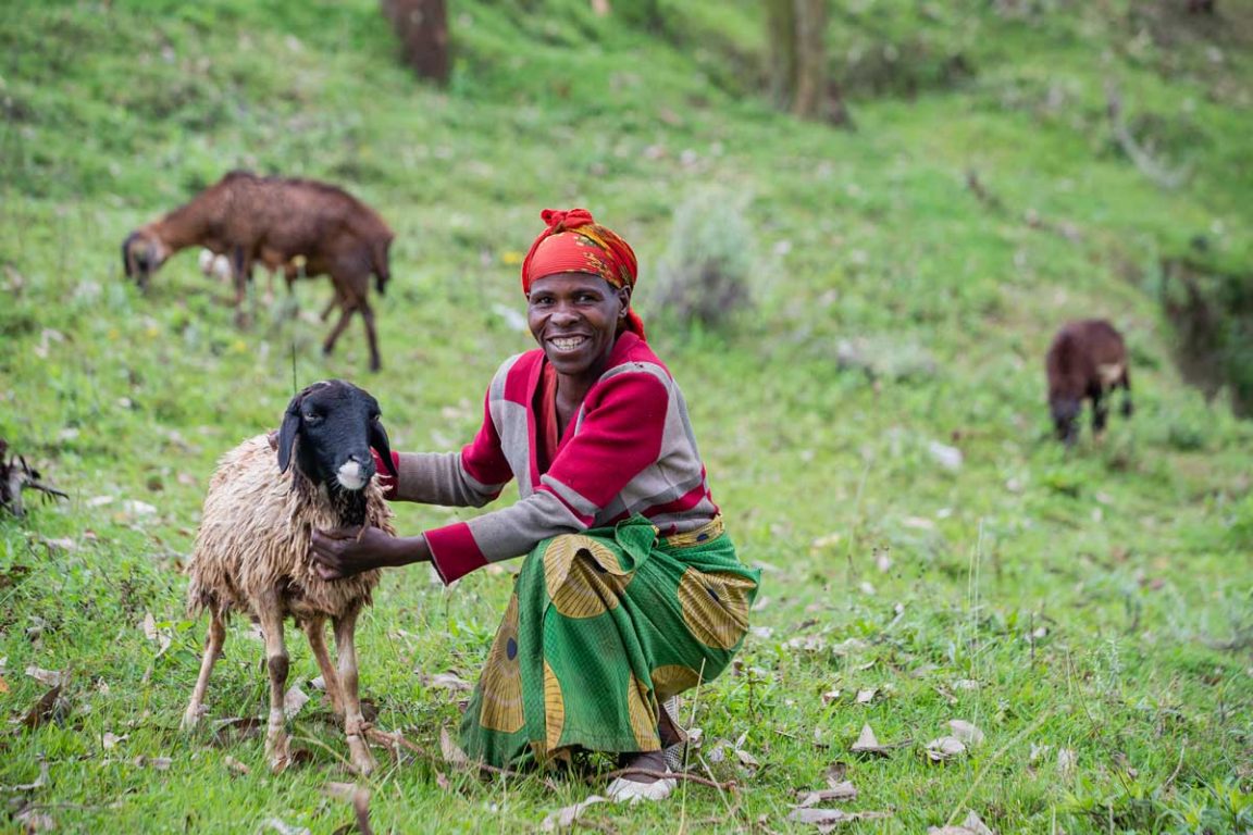 Sheep Project