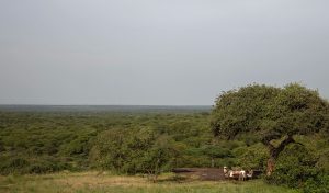 Charlie, Southwest Serengeti Bush Dining