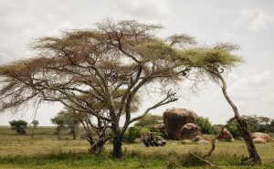 Charlie, Southwest Serengeti Drives