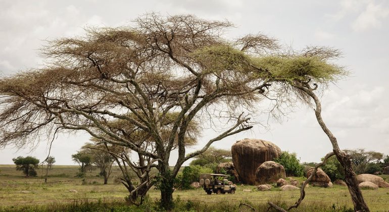 Charlie, Southwest Serengeti Drives
